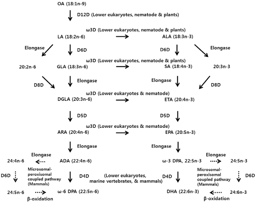 The omega 3: Metabolic synthesis of DHA