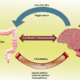 Salud intestinal